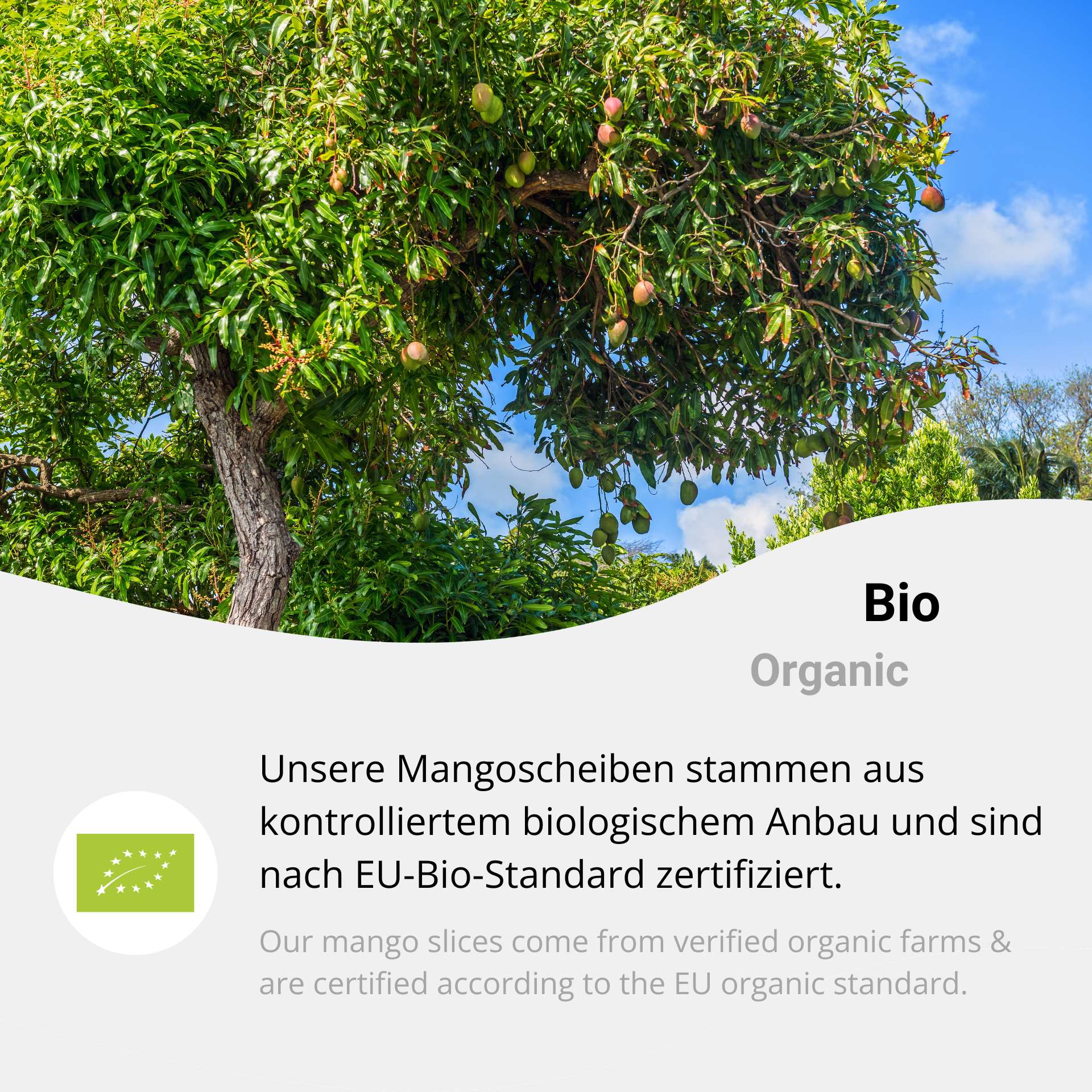 Bio Mango gefriergetrocknet