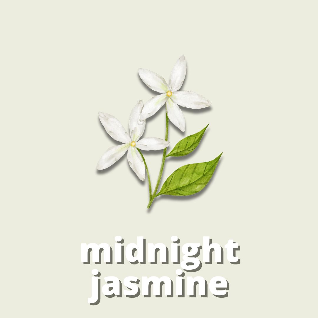 Midnight Jasmine Duftstoff für Kerzen & Reed Diffuser