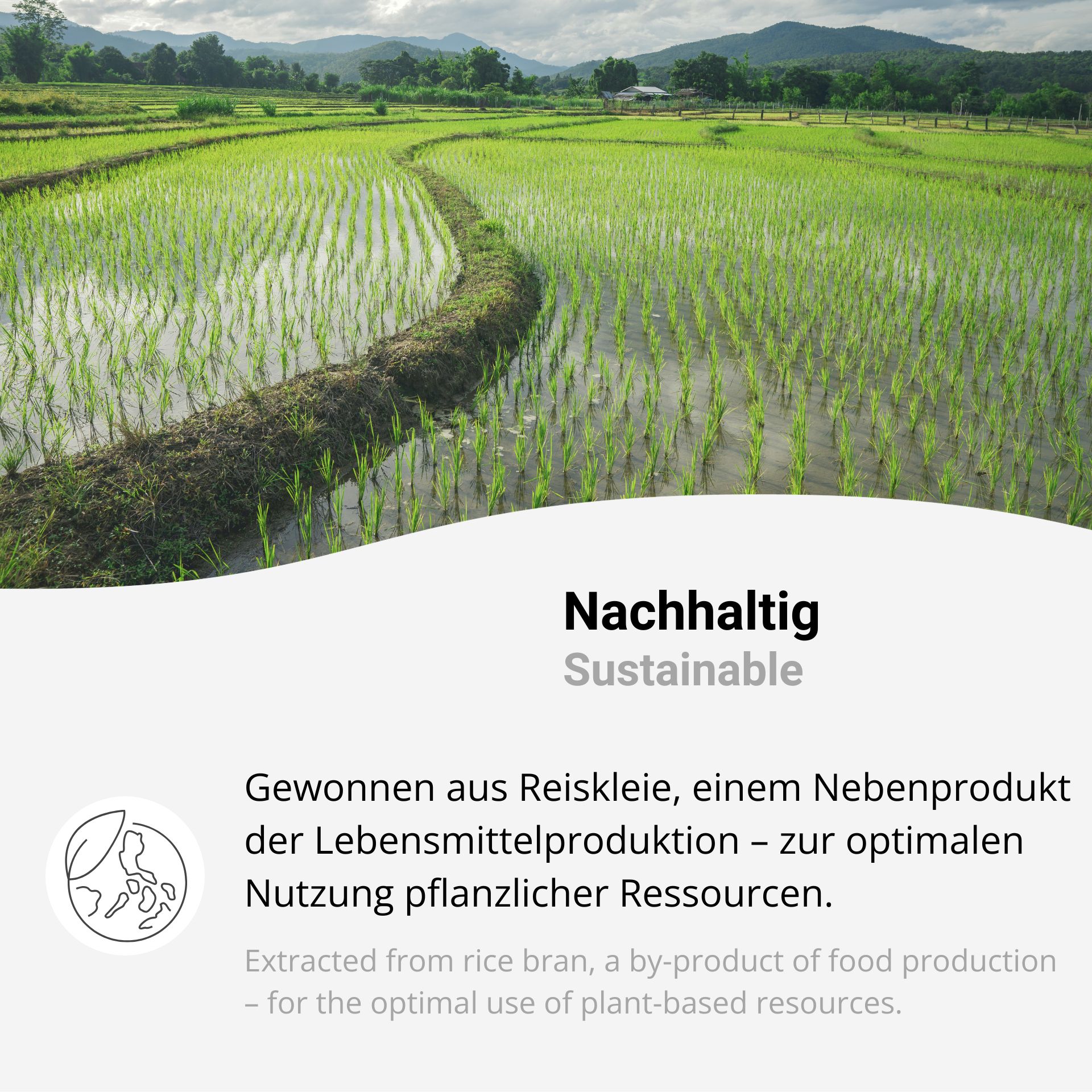 Reiswachs, Reiskleiewachs