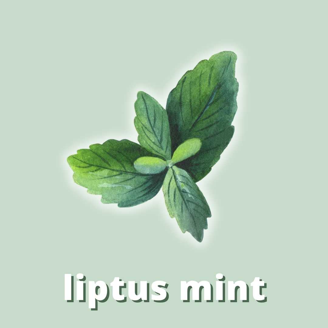 Liptus Mint Duftstoff